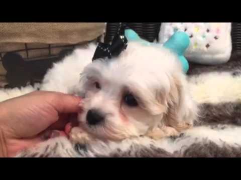 Teddy bear, Cockapoo babyboy