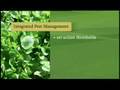 Hollandia Produce - NAPSTV - Greenhouse Greens