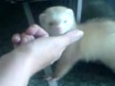 ferret eating ferret eating