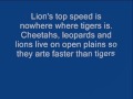 Lion vs Tiger speed comparision part 2