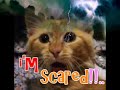 Funny Cats 2 - I'm Scared!!!