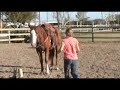 Horse For Sale - Baldy Horse For Sale - Baldy