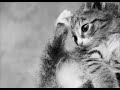 Al Stewart- Year of the Cat Al Stewart- Year of the Cat