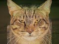 some cat pics with the song year of the cat