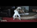 Whippet pups at play Whippet pups at play