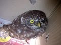 little owl