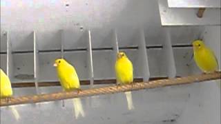 Kanarki Harceńskie 2011 cz.4 