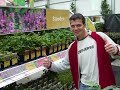 vaste planten perrenials