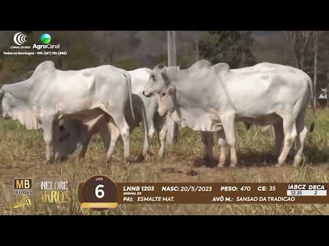 509 LEILO VIRTUAL MB LEILES