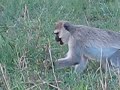 Monkeys Eating