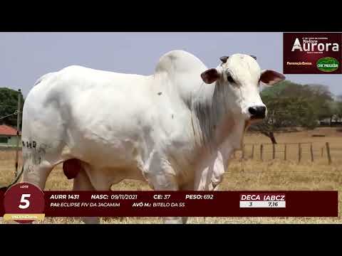 4� De Olho na Fazenda - NELORE AURORA participa��o Chico Paulic�ia