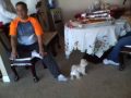 Puppies