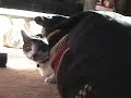 Snickers at Christmas