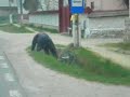 Biciclist betiv Biciclist betiv