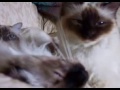 Lady, Simba e Pepe\ Lady, Simba e Pepe\