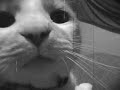 My Cats Carmel And Bianca.
