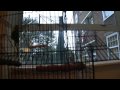Green Budgie Playing In Cage