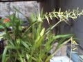 Orquideas
