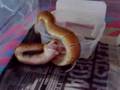 pinstripe ball python eating