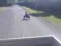 videos de Whangarei ice cube riding