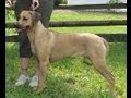 videos de ASFA Trial Rhodesian Ridgeback Moe, Resee & Valentine Lure Coursing