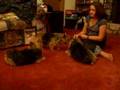 4 Norwich Terriers - Take 1