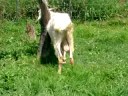 Jebus the Goat