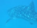 Maldives Divingandsnorkeling 5-11