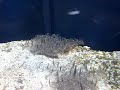 Aquarium Berlin - Qualle