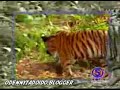 Macaco folgado