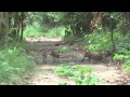 Conservation Through Cameras