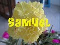 Amigos São Flores Amigos São Flores