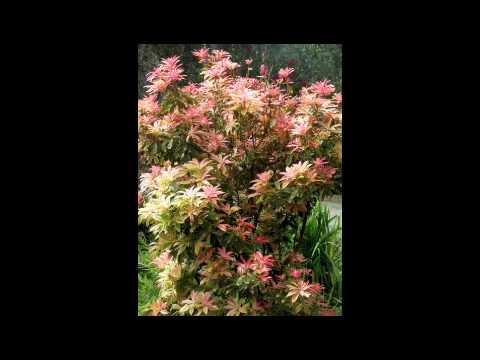 See video
