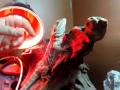 videos de bearded dragons
