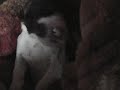Saving a Karakachan Puppy
