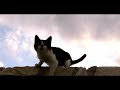 Greek Cats are Funny !