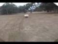 4-wheeler-Sand-Surfi