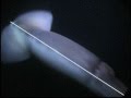 Humboldt Squid dives