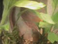 My Gourami and common Goldfish are fighting from time to time. I did not know the gourami is terrestrial or the goldfish is bully. My goldfish did not do any harm to a small blue gourami at all.