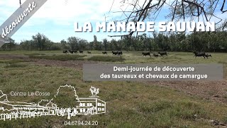 La manade SAUVAN