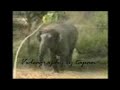 Top Science Eliphant.3gp