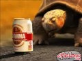 Funny Beer tortoise