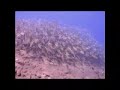 Diving in Bali Part 3 Diving in Bali Part 3