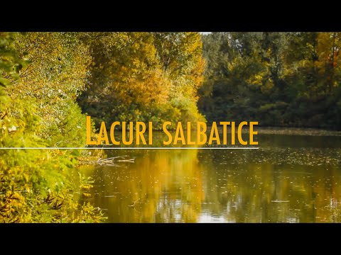 Lacuri salbatice