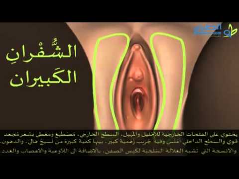 فيديو غشاء البكارة بالصور - فيديو تعليمي يشرح الجهاز التناسلي لدى المرأة بشكل مبسط وسهل.