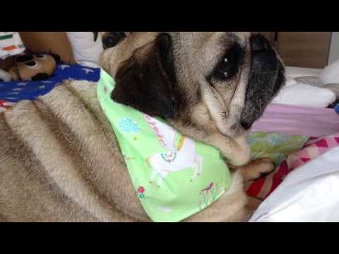 DIY HALSTUCH für Hunde nähen