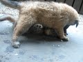 Tervuren puppies playing