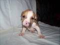 Lakotta's pups 2008