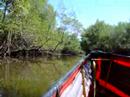 Mangrovemelontaa Mangrovemelontaa