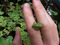 tree frog in west virginia